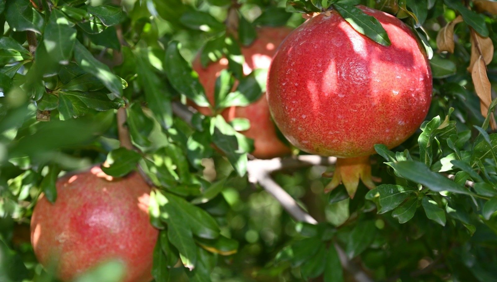 denizlide nar hasadi basladi gY3GCKue