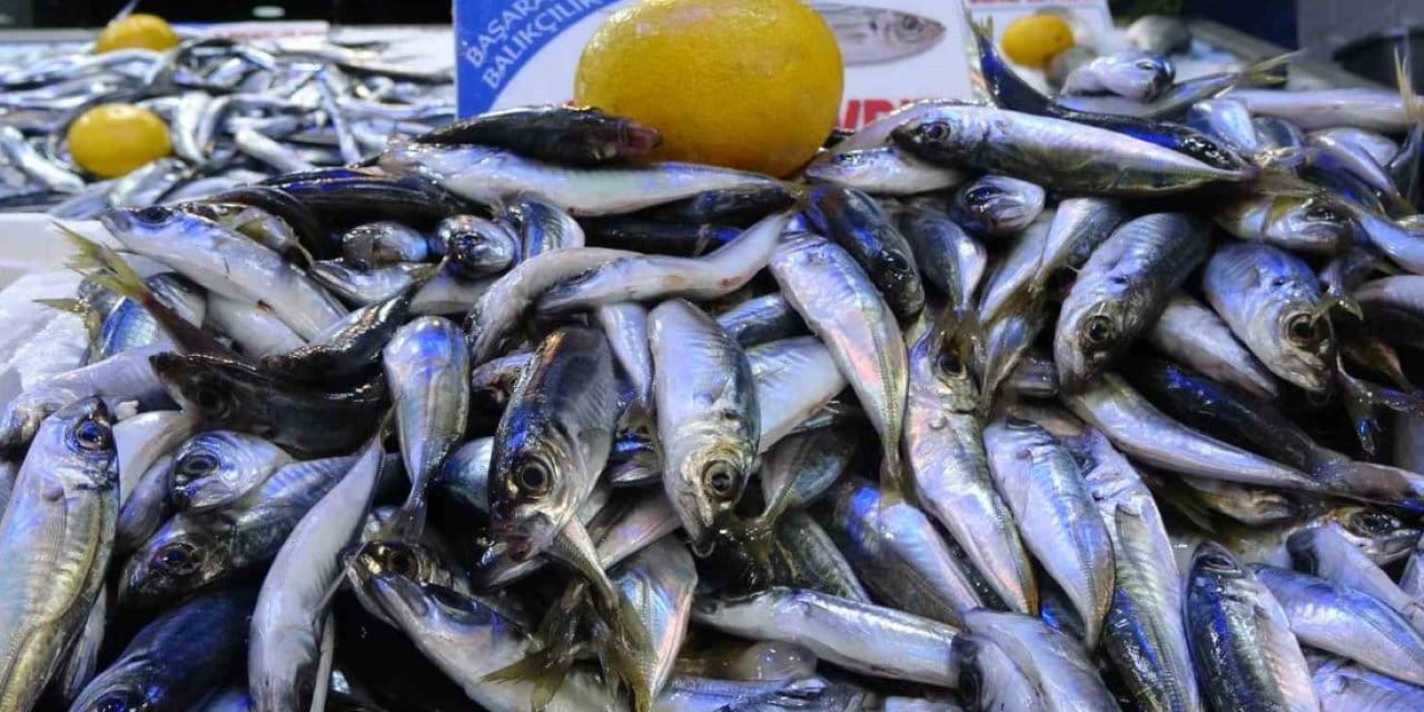 karadenizde bu yil palamut yok ama telasa gerek yok istavrit var cebinize uygun hamsiyi bekleyin b3P9wArZ