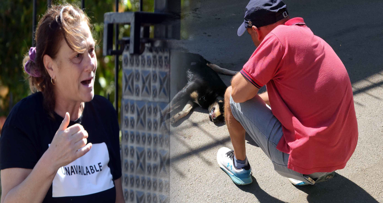 mahalle yaris pistine dondu olan canlara oldu cbitCVQX