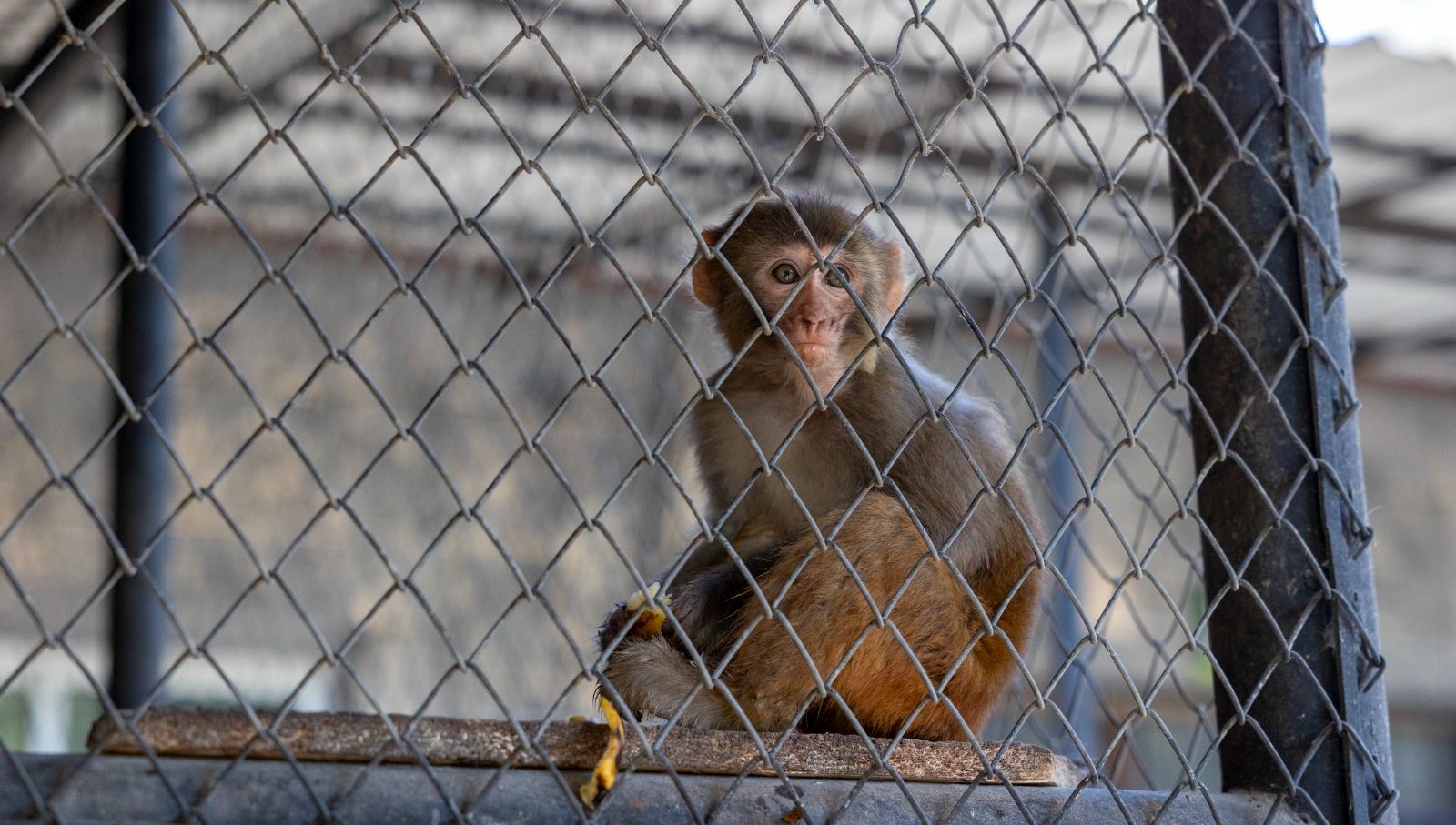 siddet magduru maymun koruma altinda 6xz2bXfR