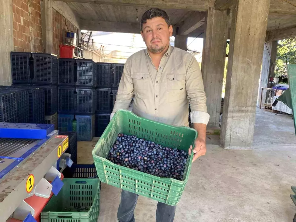 manisada 2025 zeytin hasadi basladi kalite ve fiyatlar ureticiyi sevindiriyor VT6EP4lK.jpg