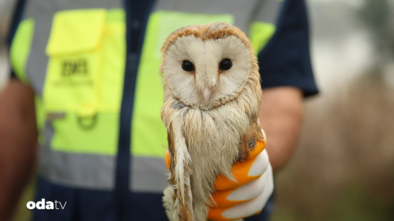peceli baykus balikci misinasi kurbani oluyordu jlQAkGiT.jpg