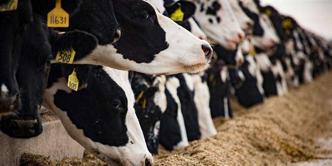 tarim ve orman bakanligi duyurdu sap hastaligi kontrol altina alindi ifvseBI6.jpg