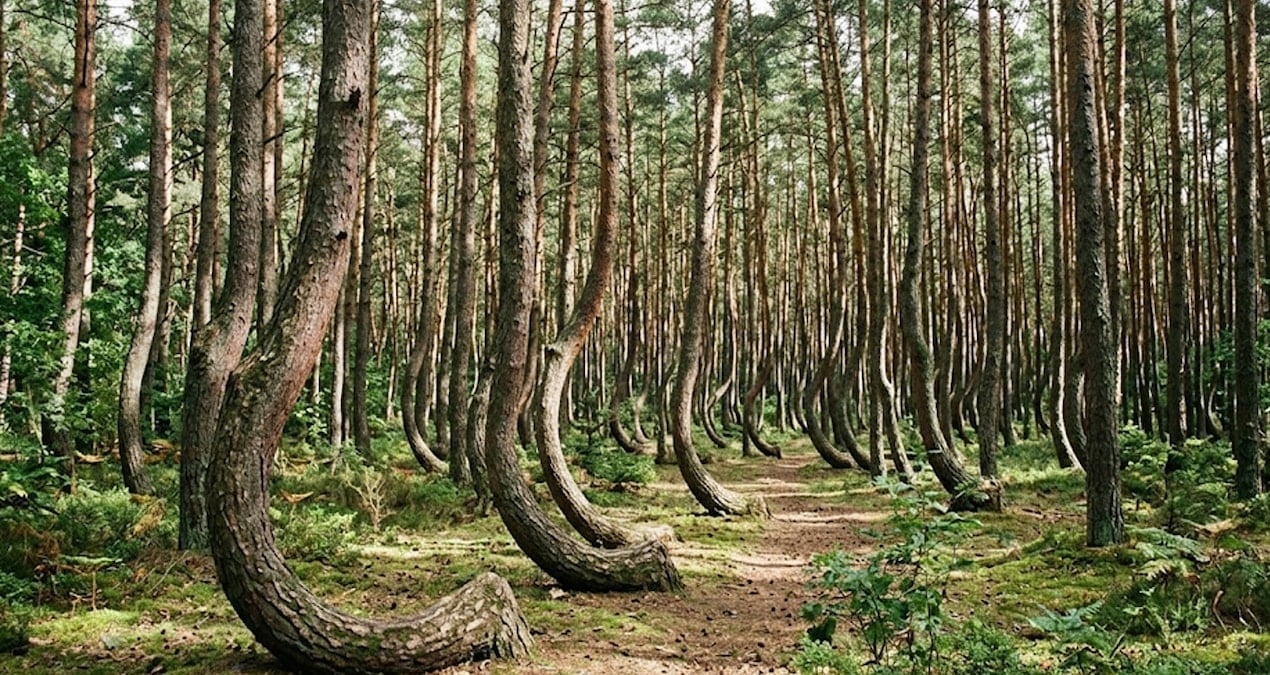 Gizemli Eğri Orman: 90 Derece Dönmüş Ağaçlar