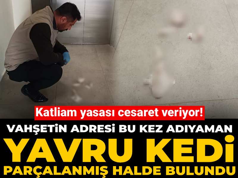 Adıyaman’da Yavru Kediye Yönelik Vahşet: Parçalanmış Halde Bulundu