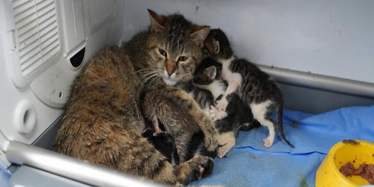 İki Yavrusuyla Hayatta Kalan Anne Kedi, Üç Yavruya Daha Annelik Yapıyor
